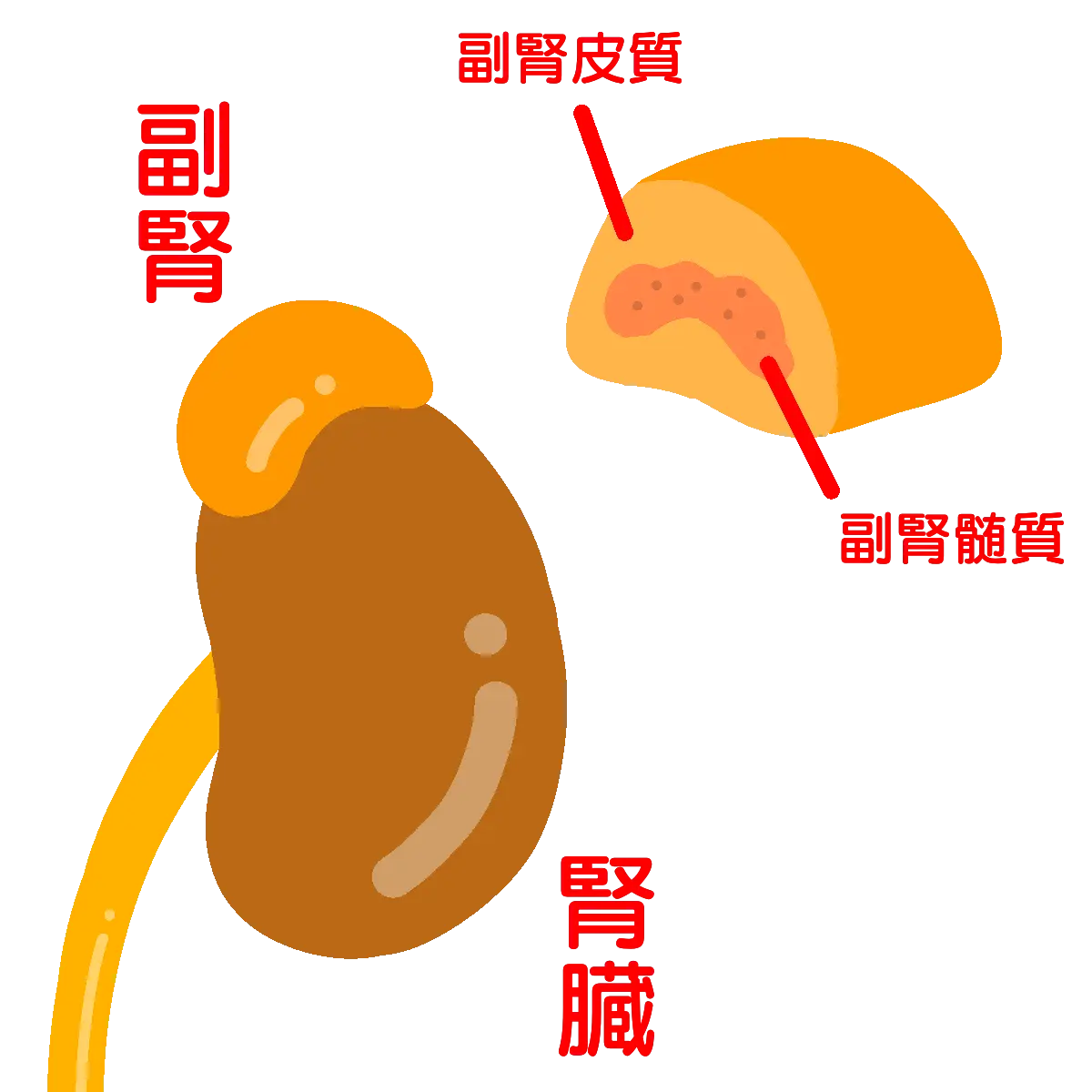 副腎画像